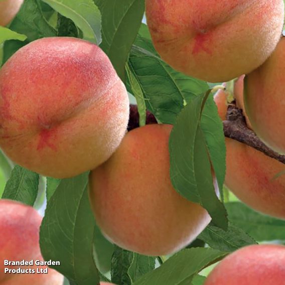 Peach 'Red Peachy'