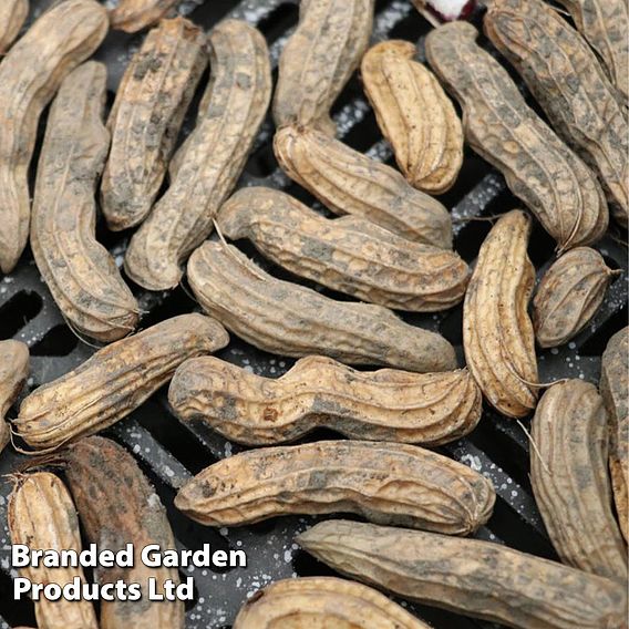 Peanut 'Mandala'