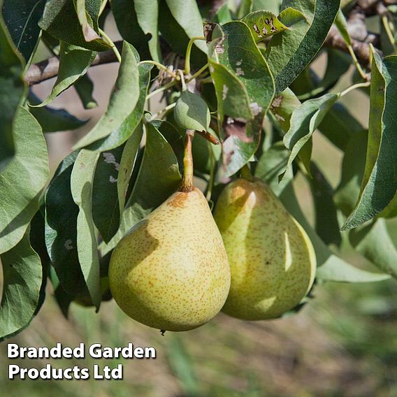 Pear 'Beth'