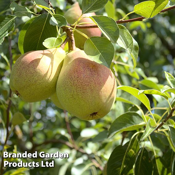 Pear 'Beurré Hardy'