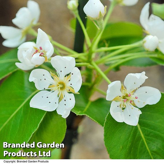 Pear 'Wonder Tree Doyenne du Comice' (Patio Pear)