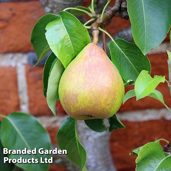 Pear 'Doyenné du Comice'