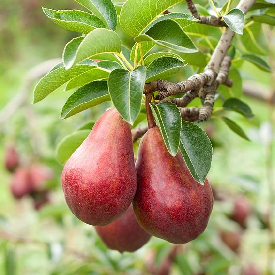 Pear 'Red William'