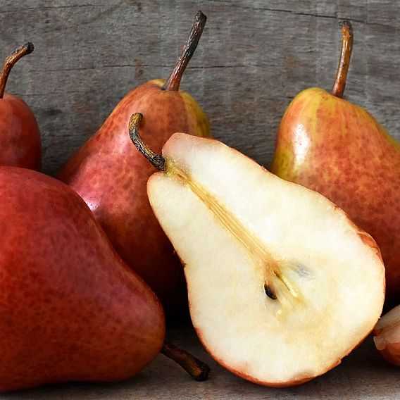 Pear 'Red William'