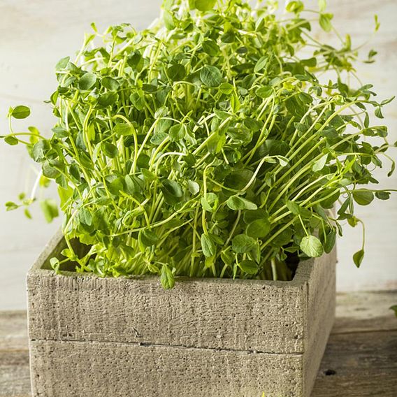 Pea Shoots Seeds - Anubis