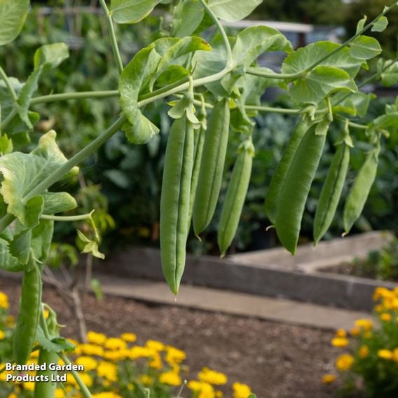 Pea 'Douce Provence' - Organic Seeds