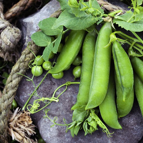 Pea 'Douce Provence'