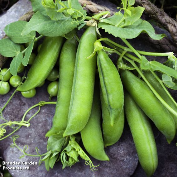 Pea 'Douce Provence' - Seeds