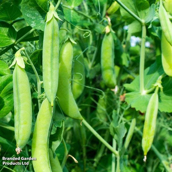 Pea 'Douce Provence' - Organic Seeds