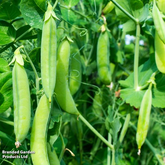 Pea 'Douce Provence' - Seeds