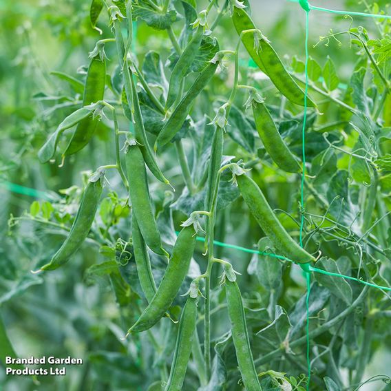 Pea 'Flovert' (Petit Pois) - Seeds