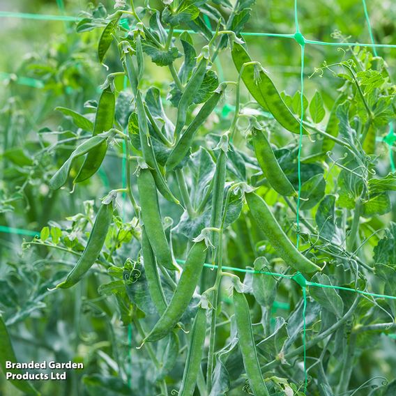 Pea 'Flovert' (Petit Pois) - Seeds
