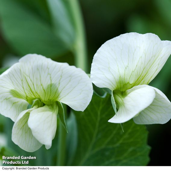 Pea 'Hurst Greenshaft' - Seeds