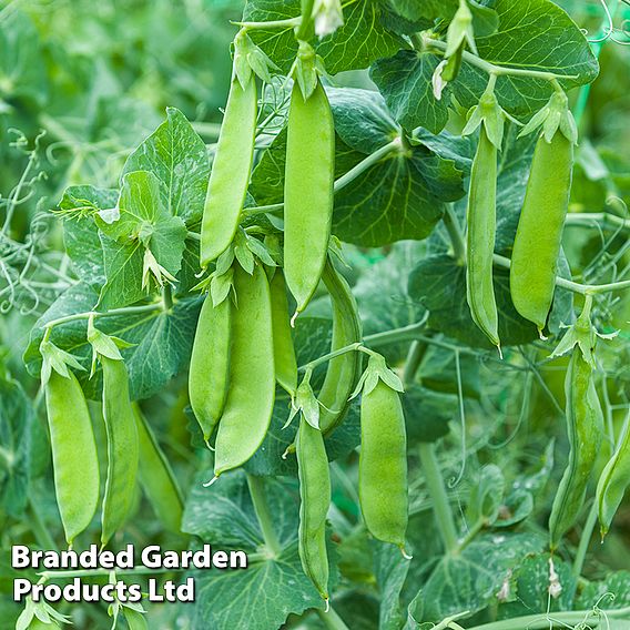 Pea Snow Max (Mangetout) Seeds