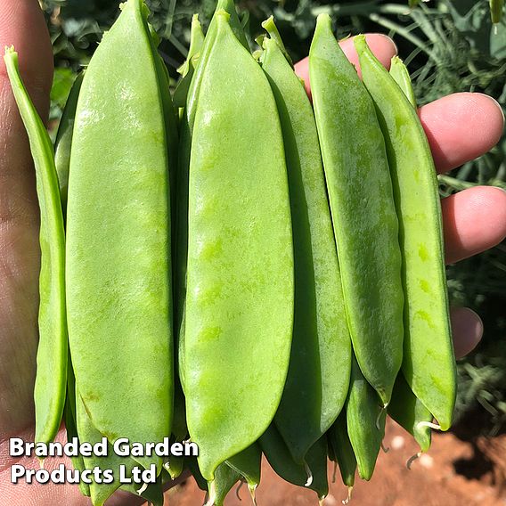 Pea Snow Max (Mangetout) Seeds