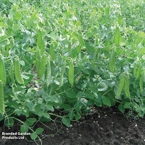 Pea 'Sweet Horizon' - Organic Seeds