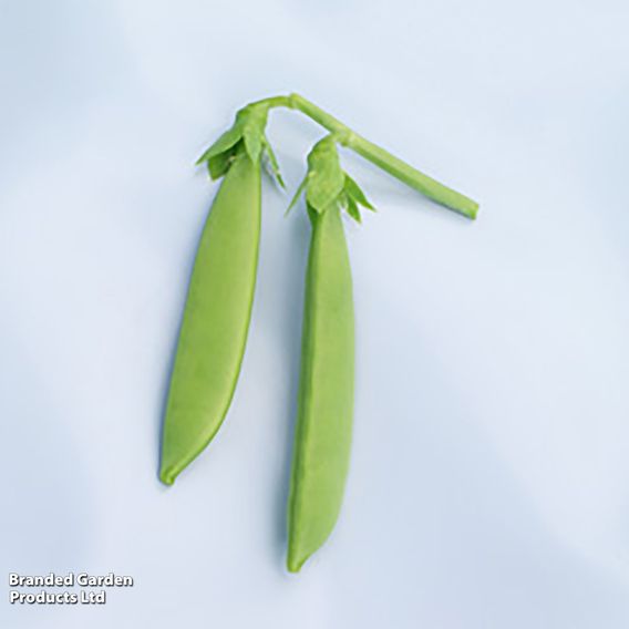 Pea 'Sugar Force' (Mangetout) - Seeds