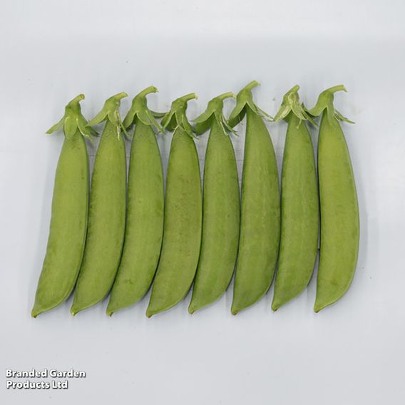 Pea 'Sugar Force' (Mangetout) - Seeds