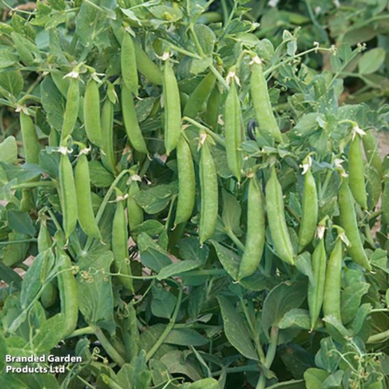 Pea 'Sugar Force' (Mangetout) - Seeds