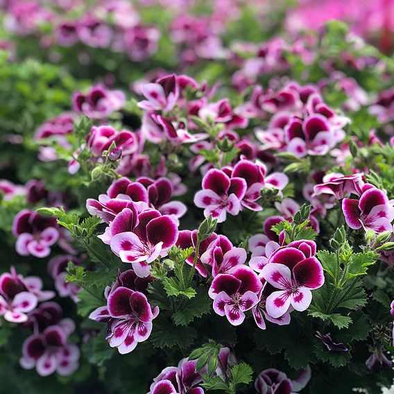 Geranium 'Grandeur Angels Perfume'