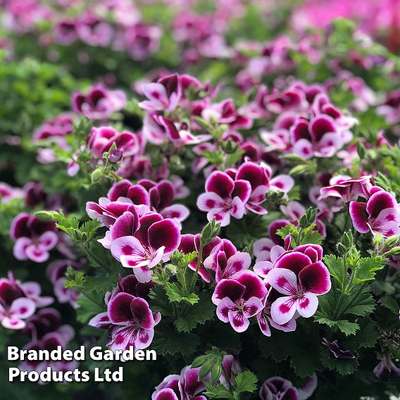 Geranium 'Grandeur Angels Perfume'