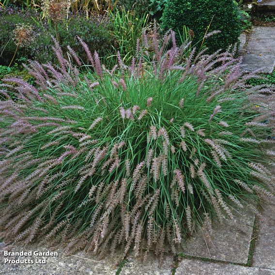 Pennisetum alopecuroides