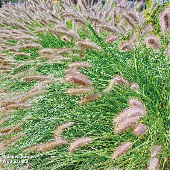Pennisetum alopecuroides