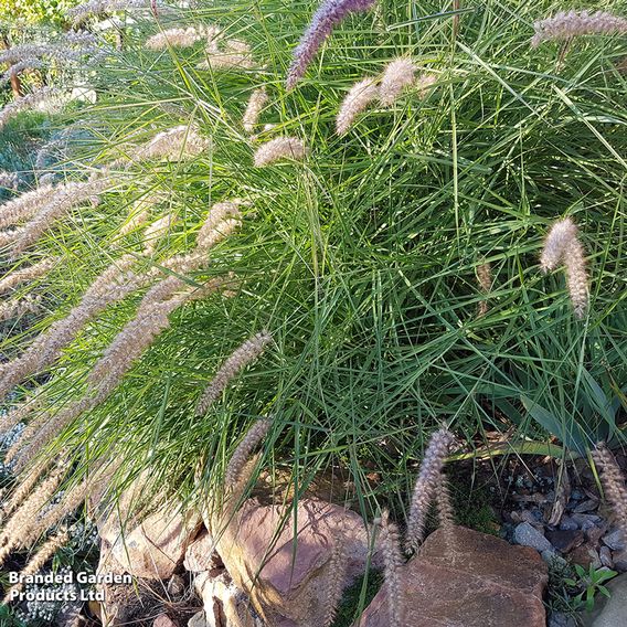Pennisetum alopecuroides