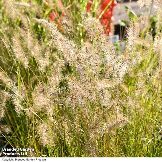 Pennisetum alopecuroides