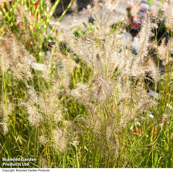 Pennisetum alopecuroides
