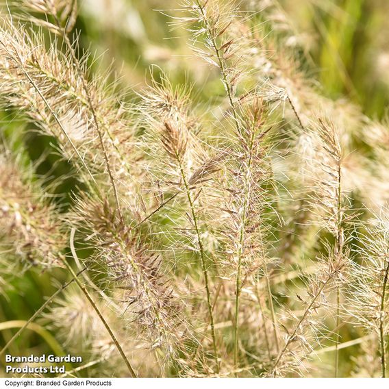 Pennisetum alopecuroides