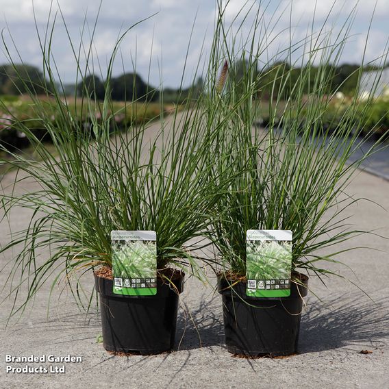 Pennisetum alopecuroides 'Moudry'