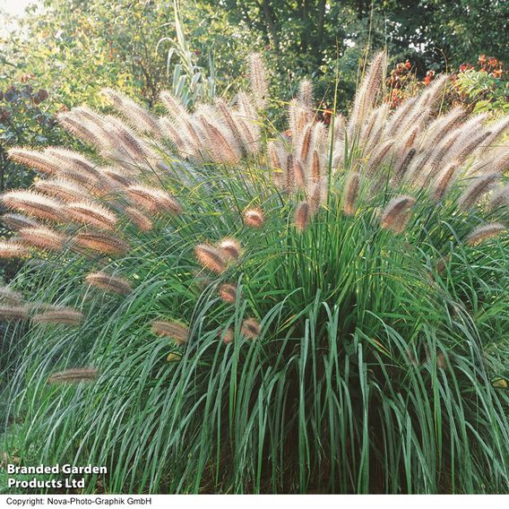 Pennisetum alopecuroides 'Moudry'