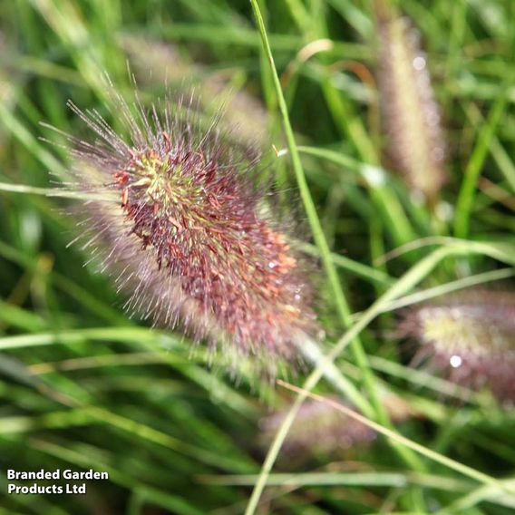 Pennisetum alopecuroides 'Moudry'