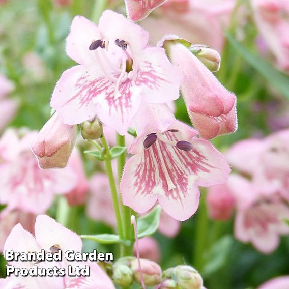 Penstemon 'Pink Bedder'