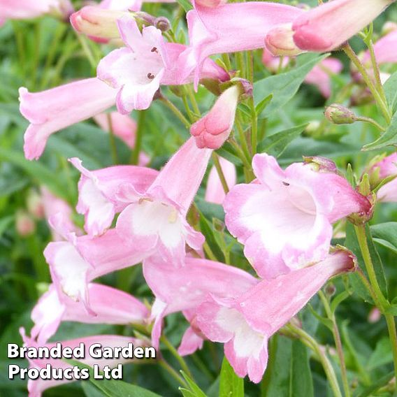 Penstemon 'Pink Bedder'