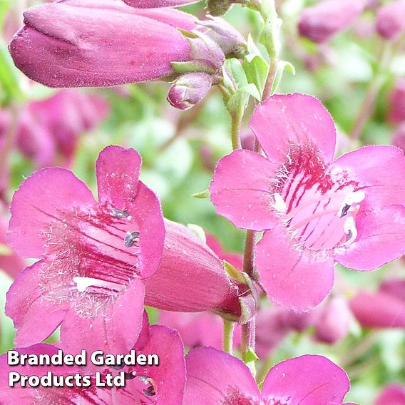 Penstemon 'Purple Bedder'