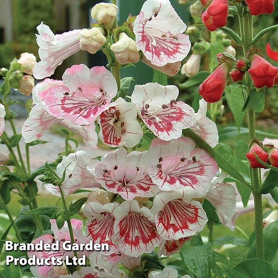 Penstemon 'Strawberries & Cream'