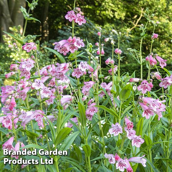 Penstemon 'Strawberries & Cream'