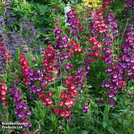 Penstemon hartwegii 'Arabesque Mix'
