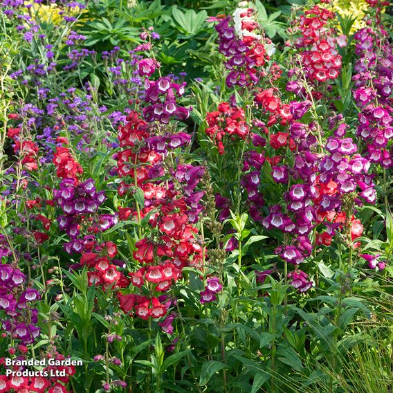 Penstemon hartwegii 'Arabesque Mix'