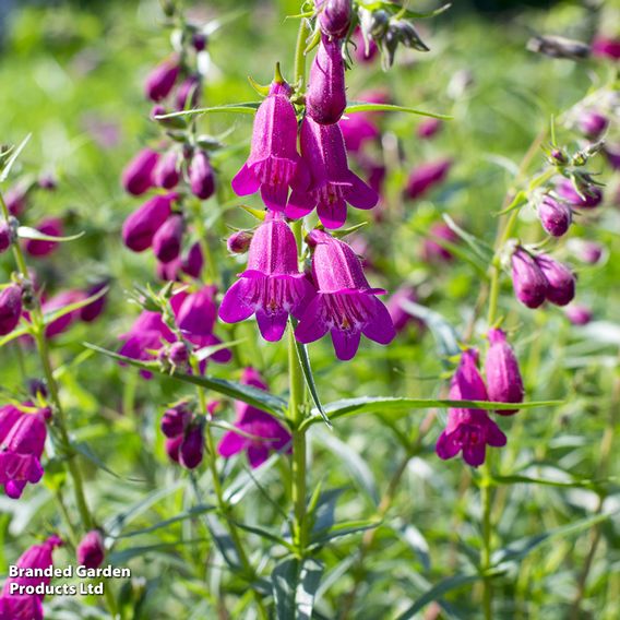 Penstemon 'Blackberry'