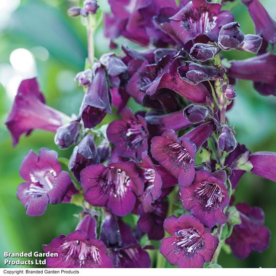 Penstemon 'Blackberry'