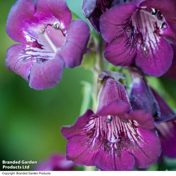 Penstemon 'Blackberry'