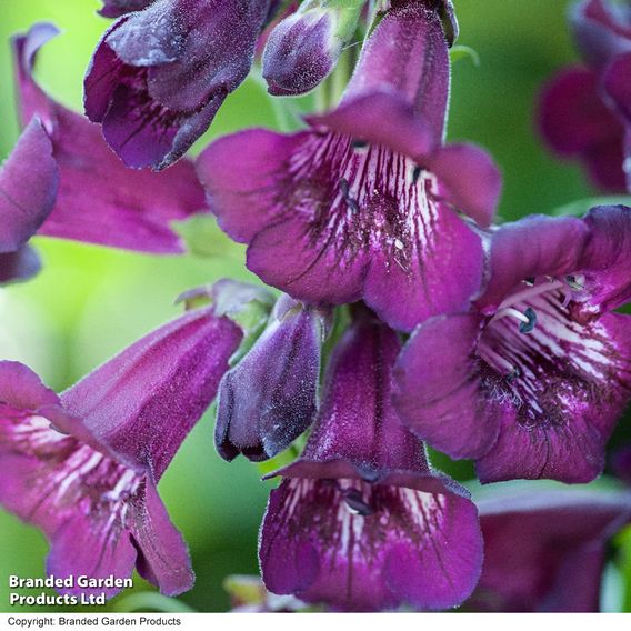 Penstemon 'Blackberry'