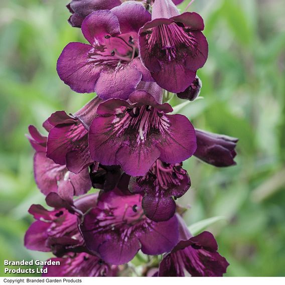 Penstemon 'Blackberry'