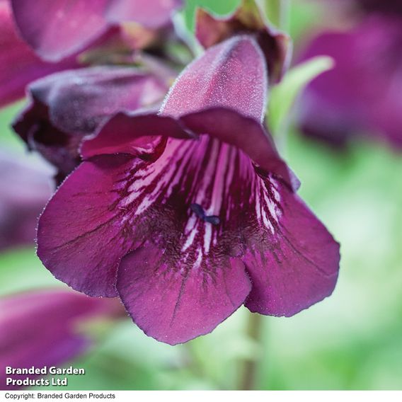 Penstemon 'Blackberry'