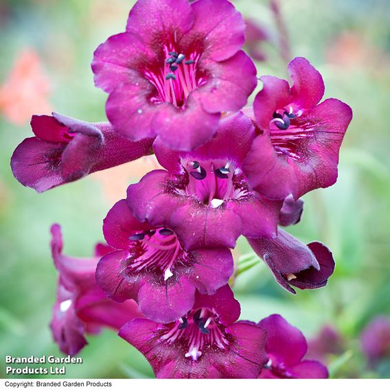 Penstemon 'Blackberry'