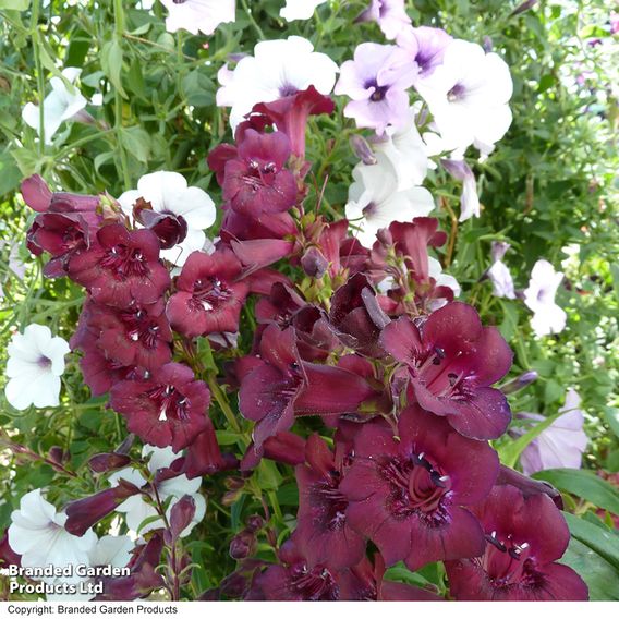 Penstemon 'Blackberry'