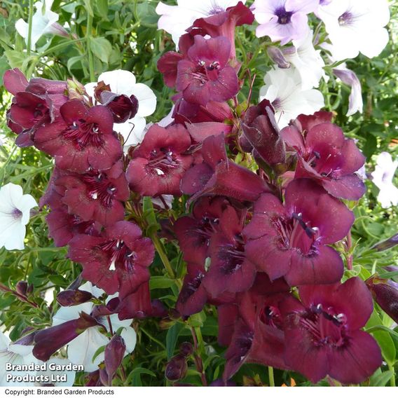 Penstemon 'Blackberry'